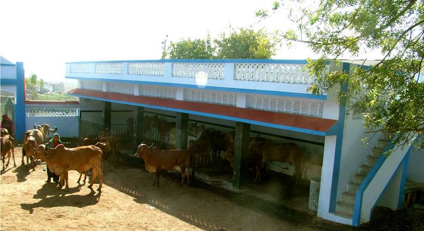 Gaushala (Care house for cows and their little offspring)